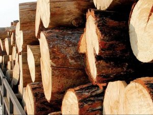 Хууль бусаар мод бэлтгэсэн хэргийг илрүүлж, шүүхэд шилжүүллээ